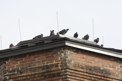 Columba livia domestica