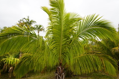 Beccariophoenix fenestralis