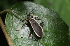 Iphita limbata