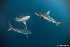 Blacktip Shark photo 2