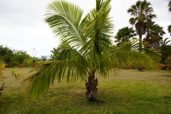 Beccariophoenix fenestralis