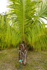 Beccariophoenix fenestralis