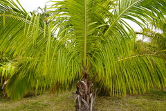 Beccariophoenix fenestralis