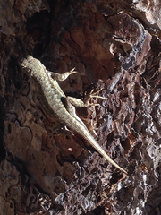 Sceloporus graciosus gracilis
