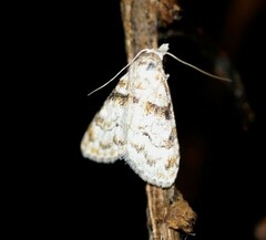 Nola euraphes