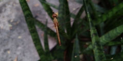 Neurothemis intermedia