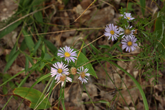 Aster amellus