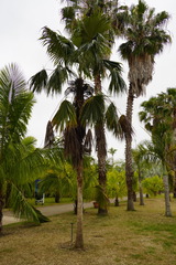 Coccothrinax barbadensis