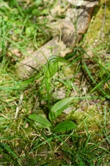 Pterostylis falcata