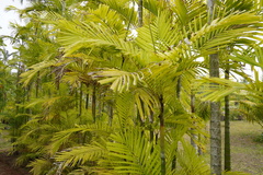 Ptychosperma vestitum