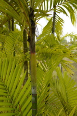 Ptychosperma vestitum