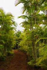 Ptychosperma vestitum