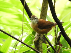 Cantorchilus longirostris