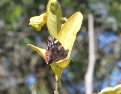 Vanessa atalanta atalanta