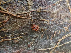 Stenotarsus pardalis