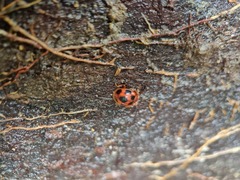 Stenotarsus pardalis