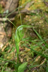 Pterostylis falcata
