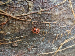 Stenotarsus pardalis