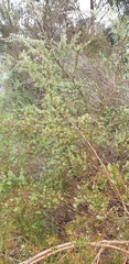 Leptospermum lanigerum