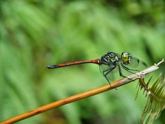 Agrionoptera insignis