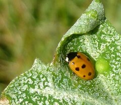 Coccinella undecimpunctata