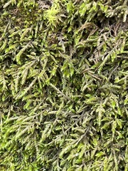 Thamnobryum alopecurum