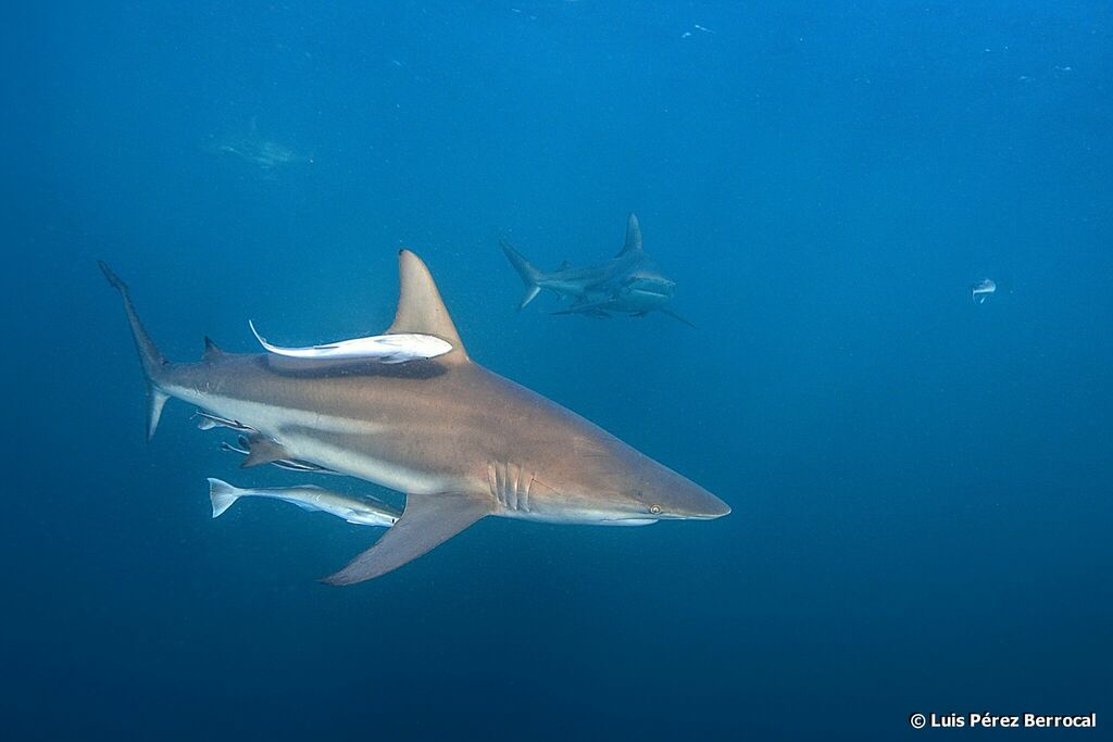 Blacktip Shark