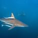 Common Blacktip Shark - Photo (c) Luis Pérez Berrocal, some rights reserved (CC BY-NC), uploaded by Luis Pérez Berrocal