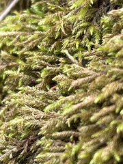 Thamnobryum alopecurum