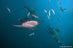 Blacktip Shark photo 3