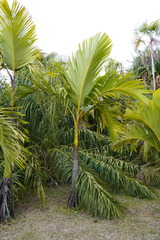 Verschaffeltia splendida