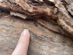 Camponotus innexus