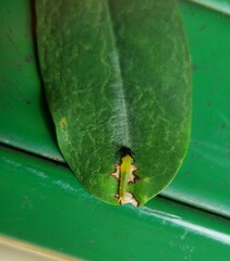 Polyura hebe