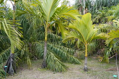 Verschaffeltia splendida