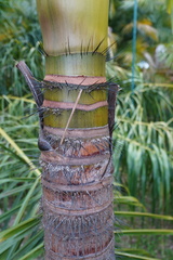 Verschaffeltia splendida