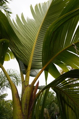 Verschaffeltia splendida