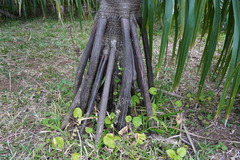 Verschaffeltia splendida