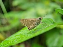 Pelopidas mathias