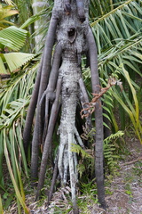 Verschaffeltia splendida