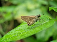 Pelopidas mathias