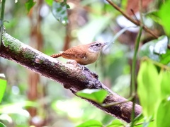 Cantorchilus longirostris