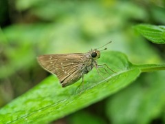 Pelopidas mathias