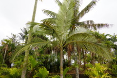 Archontophoenix purpurea