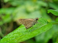 Pelopidas mathias