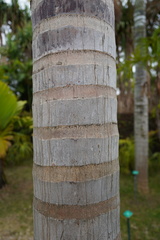 Archontophoenix purpurea