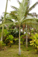 Archontophoenix purpurea
