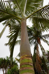 Archontophoenix purpurea