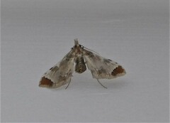 Leucinodes cordalis