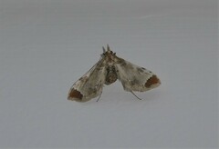 Leucinodes cordalis