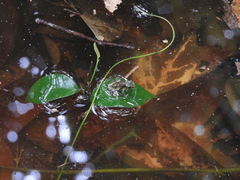 Scinax perpusillus